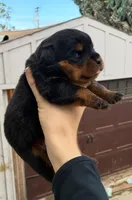 Highest Qual Pup in USA, a male Rottweiler for sale in Merrillville, IN – Photo 3 of 10