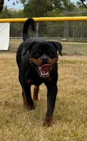 Highest Qual Pup in USA, a male Rottweiler for sale in Merrillville, IN – Photo 8 of 10