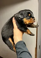 Highest Qual Pup in USA, a male Rottweiler for sale in Merrillville, IN – Photo 1 of 10