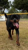 Highest Qual Pup in USA, a male Rottweiler for sale in Merrillville, IN – Photo 9 of 10