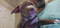Papoose, a male American Pit Bull Terrier for sale in Merrillville, IN – Photo 3 of 4