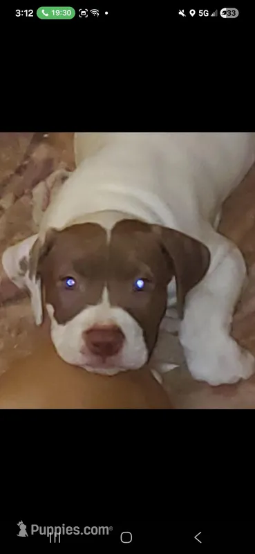 Peedey, a male American Pit Bull Terrier for sale in Merrillville, IN – Photo 1 of 5