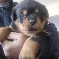 Male 1 MB, a male Rottweiler for sale in Merrillville, IN – Photo 1 of 2