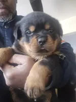 Male 1 MB, a male Rottweiler for sale in Merrillville, IN – Photo 1 of 2