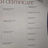 Male 1 MB, a male Rottweiler for sale in Merrillville, IN – Photo 2 of 2