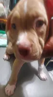 Brutus, a male American Pit Bull Terrier for sale in Merrillville, IN – 3 of 4