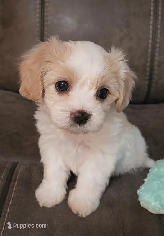Adelina – Cavalier King Charles Spaniel, Cavachon puppy for sale in Doon, IA