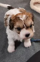 Paris, a female Cavalier King Charles Spaniel and Cavachon for sale in Doon, IA – 2 of 4