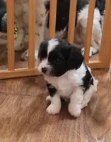 Beau, a male Cavalier King Charles Spaniel and Cavachon for sale in Doon, IA – 4 of 5