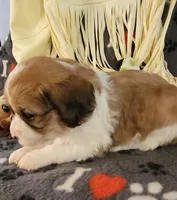 CEDER, a male Cavalier King Charles Spaniel and Cavachon for sale in Doon, IA – 5 of 6
