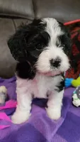 My Cookie, a female Cavalier King Charles Spaniel and Cavachon for sale in Doon, IA – 5 of 5