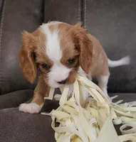 Sir Norman , a male Cavalier King Charles Spaniel for sale in Doon, IA – Photo 3 of 6