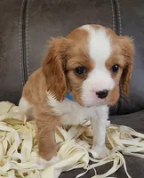 Sir Norman , a male Cavalier King Charles Spaniel for sale in Doon, IA – Photo 2 of 6