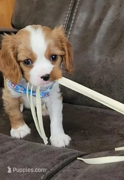 Sir Norman  – Cavalier King Charles Spaniel puppy for sale in Doon, IA