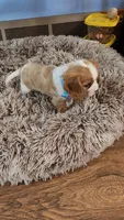 Sir Norman , a male Cavalier King Charles Spaniel for sale in Doon, IA – Photo 6 of 6