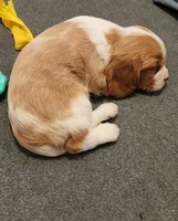 Sir Norman , a male Cavalier King Charles Spaniel for sale in Doon, IA – Photo 5 of 6