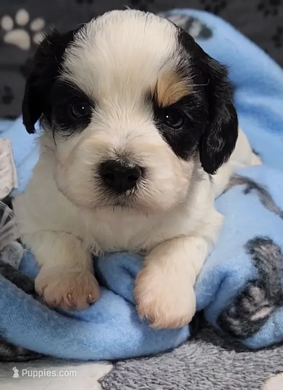 TESSA  AVAIL. OCT 20. – Cavalier King Charles Spaniel, Cavachon puppy for sale in Doon, IA