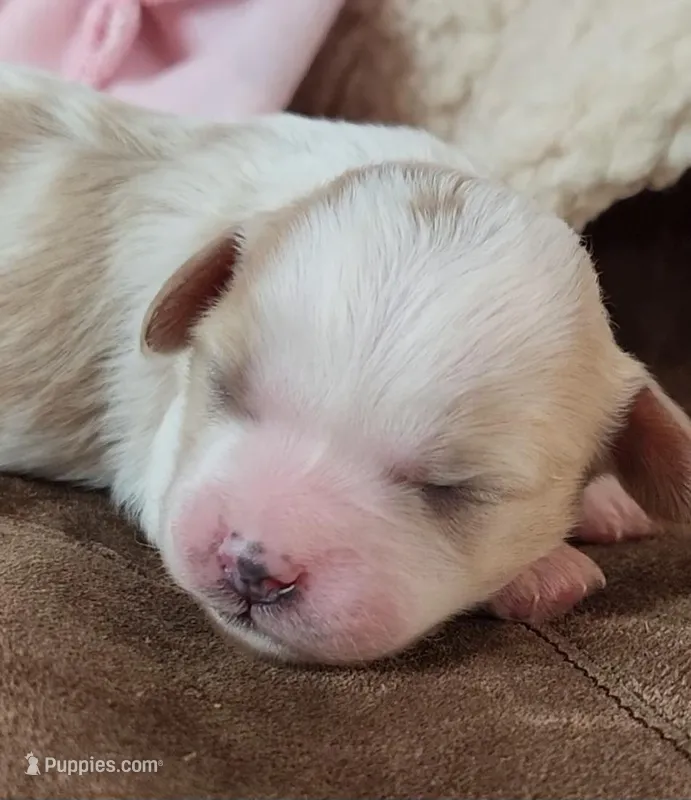 FAWN – Cavachon puppy for sale in Doon, IA