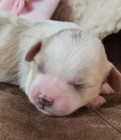FAWN, a female Cavachon for sale in Doon, IA – Photo 1 of 5