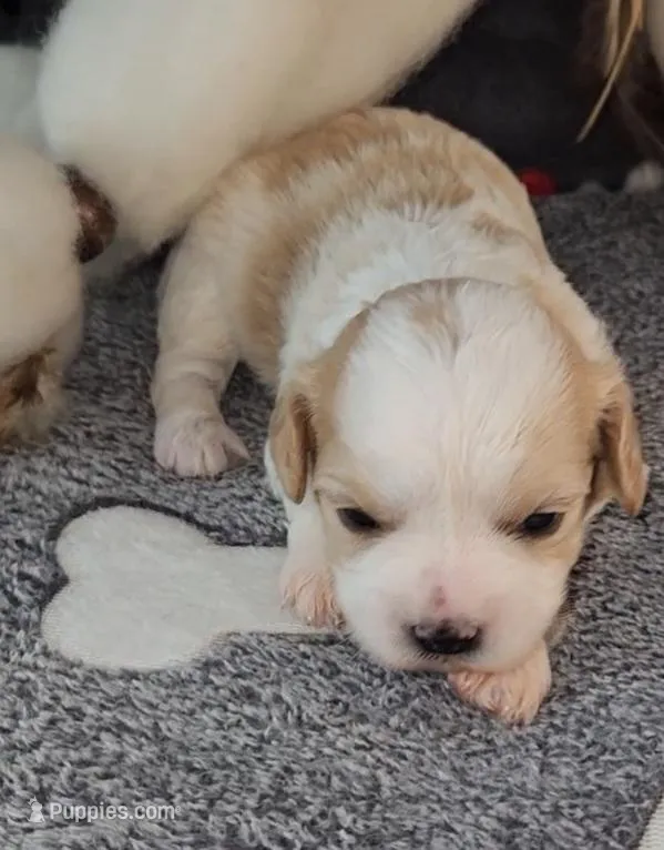 FAWN – Cavachon puppy for sale in Doon, IA