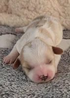 FAWN, a female Cavachon for sale in Doon, IA – Photo 2 of 5