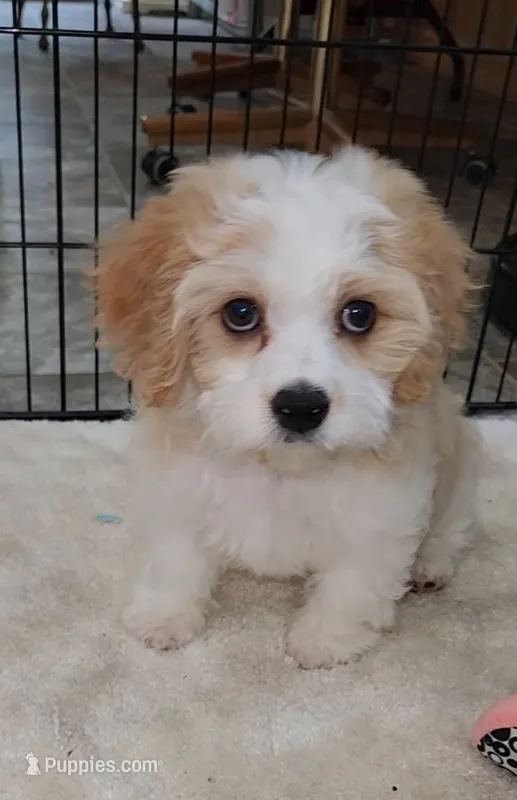 Norman – Cavalier King Charles Spaniel, Cavachon puppy for sale in Doon, IA