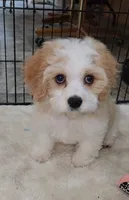 Norman, a male Cavalier King Charles Spaniel and Cavachon for sale in Doon, IA – 1 of 7