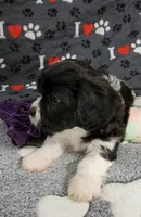 Serna, a female Cavachon for sale in Doon, IA – 5 of 6