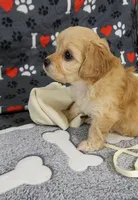 Ginger, a female Cavachon for sale in Doon, IA – 6 of 6