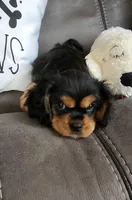 Sir Charles Sebastian the 3rd. , a male Cavalier King Charles Spaniel for sale in Doon, IA – Photo 1 of 6