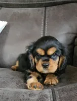 Sir Charles Sebastian the 3rd. , a male Cavalier King Charles Spaniel for sale in Doon, IA – Photo 5 of 6