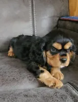 Sir Charles Sebastian the 3rd. , a male Cavalier King Charles Spaniel for sale in Doon, IA – Photo 6 of 6