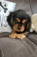 Sir Charles Sebastian the 3rd. , a male Cavalier King Charles Spaniel for sale in Doon, IA – Photo 2 of 6