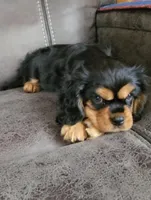 Sir Charles Sebastian the 3rd. , a male Cavalier King Charles Spaniel for sale in Doon, IA – Photo 3 of 6