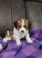 WILLOW, a female Cavalier King Charles Spaniel and Cavachon for sale in Doon, IA – 6 of 6