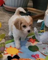 CONNOR, a male Cavalier King Charles Spaniel and Cavachon for sale in Doon, IA – 2 of 6