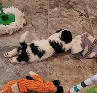 BEAN, a male Cavalier King Charles Spaniel and Cavachon for sale in Doon, IA – 4 of 8
