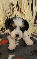 Dodger, a male Cavalier King Charles Spaniel and Cavachon for sale in Doon, IA – 2 of 6