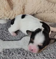 PATCHES, a male Cavachon for sale in Doon, IA – Photo 6 of 6