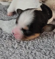 PATCHES, a male Cavachon for sale in Doon, IA – Photo 3 of 6
