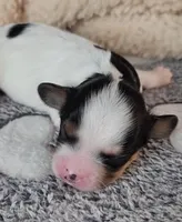 PATCHES, a male Cavachon for sale in Doon, IA – Photo 2 of 6