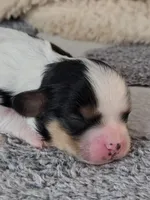 PATCHES, a male Cavachon for sale in Doon, IA – Photo 1 of 6