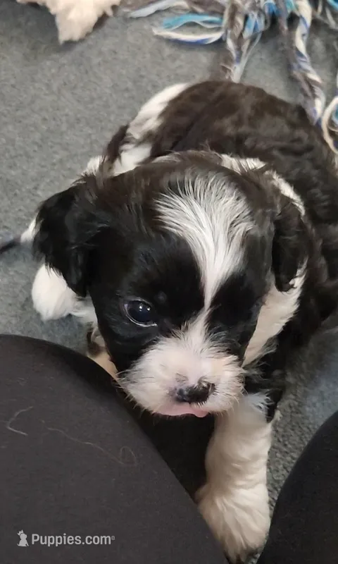 Beau, a male Cavalier King Charles Spaniel and Cavachon for sale in Doon, IA – 1 of 5