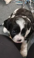 Beau, a male Cavalier King Charles Spaniel and Cavachon for sale in Doon, IA – 1 of 5