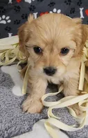 Ginger, a female Cavachon for sale in Doon, IA – 3 of 6