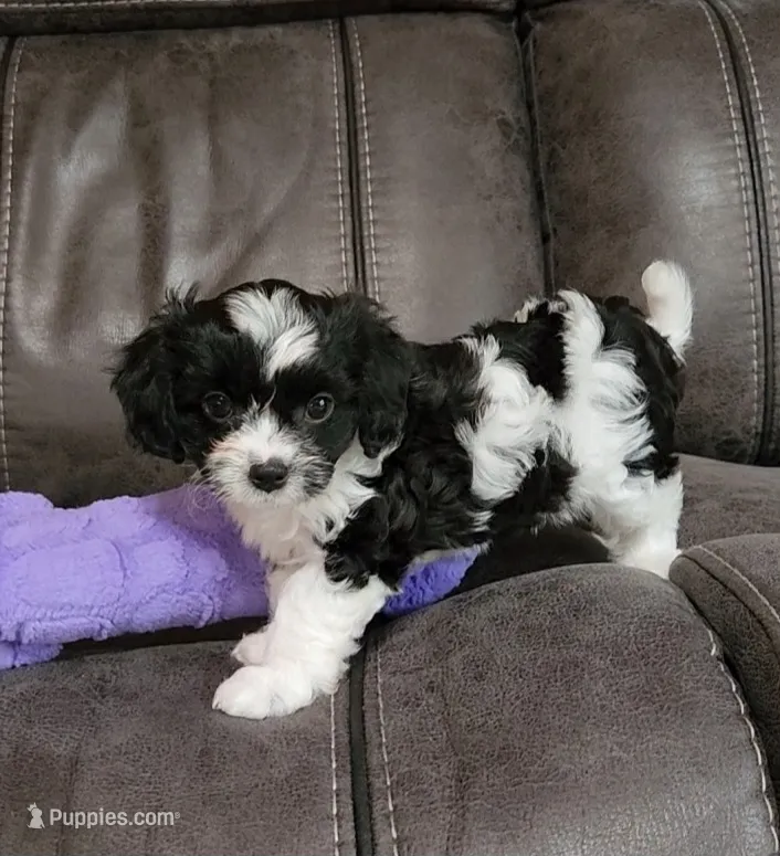 Beau – Cavalier King Charles Spaniel, Cavachon puppy for sale in Doon, IA
