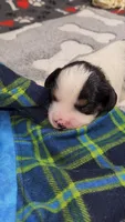 ELI avail, Oct 20, a male Cavachon for sale in Doon, IA – 6 of 6