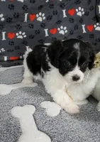 Summer, a female Cavachon for sale in Doon, IA – 4 of 7