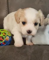 Adelina, a female Cavalier King Charles Spaniel and Cavachon for sale in Doon, IA – 3 of 5