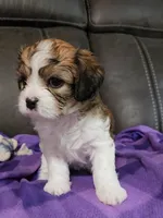 WILLOW, a female Cavalier King Charles Spaniel and Cavachon for sale in Doon, IA – 2 of 6